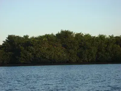 The Swamp and Red Ibiz